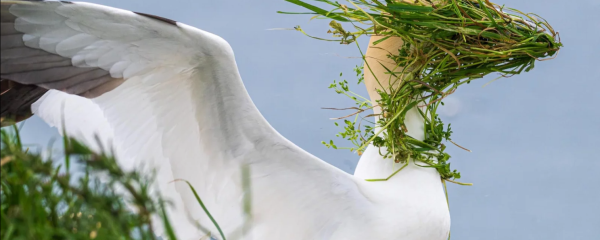 A white bird with wings wide open has its face covered by green weed so it can't see