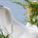 A white bird with wings wide open has its face covered by green weed so it can't see