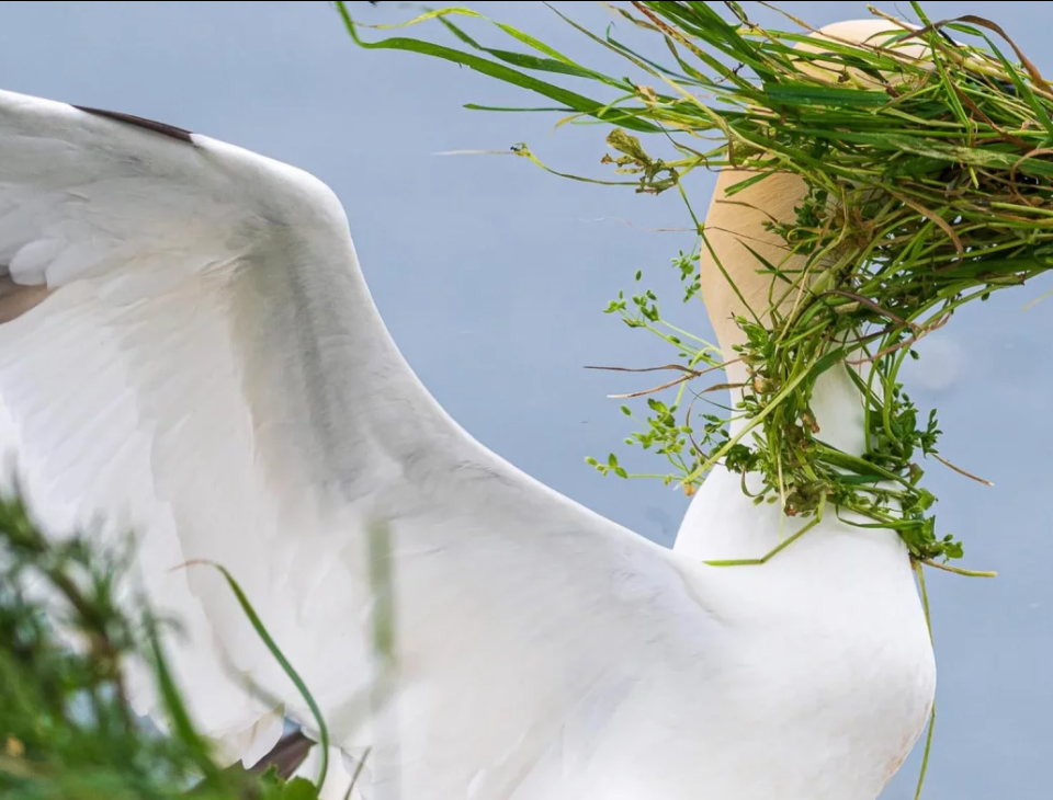 A white bird with wings wide open has its face covered by green weed so it can't see
